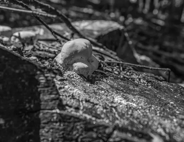 Bir mantarın siyah beyaz fotoğrafı