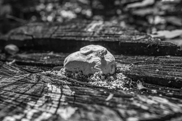 Ormandaki yaşlı kütük.