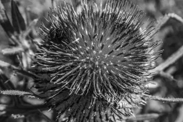 Devedikeni yazın ormandaki tarlada.