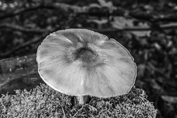 Toprakta yetişen güzel bir mantarın yakın çekimi.