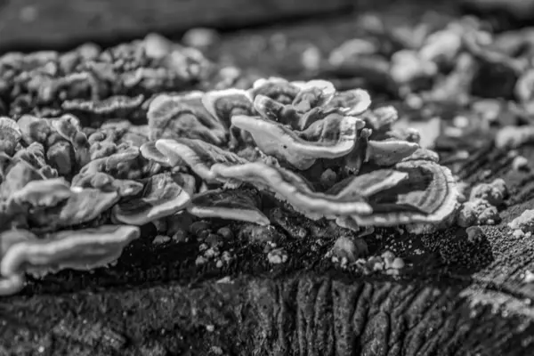 Ormandaki eski bir kütüğün yakın çekimi.