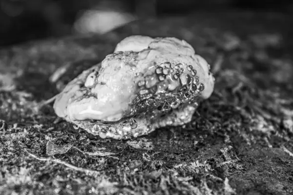 Siyah arka planda beyaz mantar