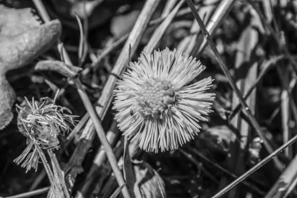 Doğadaki bahçede bir çiçeğin yakın çekimi.