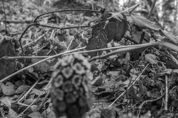 Orman kuru yapraklar