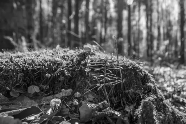 Ormandaki bir ağacın üzerindeki kuru otların yakın çekimi.