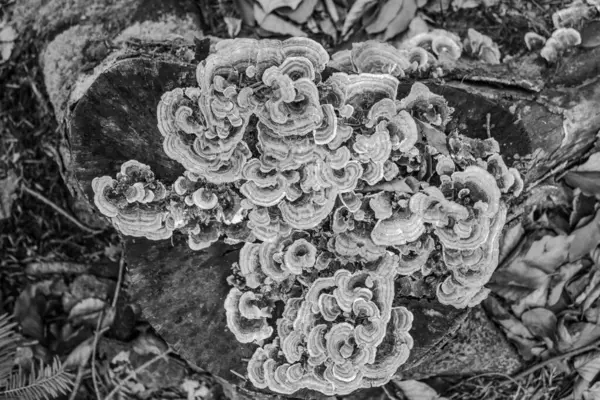 Bahçedeki güzel çiçekler