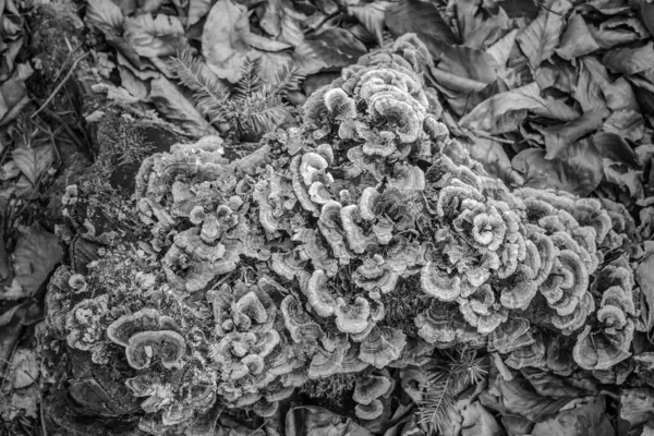 Çiçeğin siyah beyaz fotoğrafı.