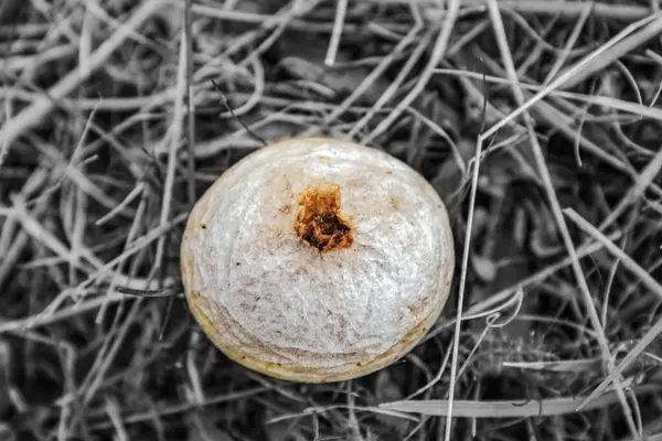 Macro photo, Animals, Nature, urope, Eastern Europe, Romania   