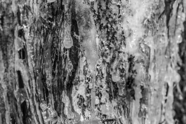 Bir ağaç kabuğuna yakın.