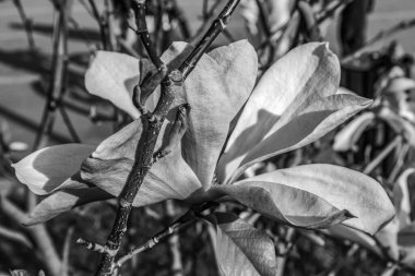 Bahçedeki beyaz çiçek