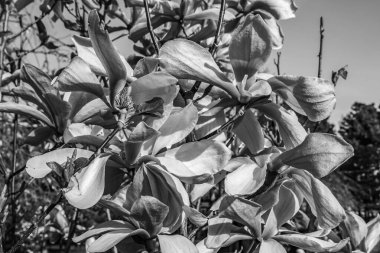 Güzel botanik fotoğrafı, doğal duvar kağıdı.