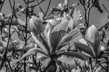 Baharda bahçede büyüyen güzel çiçekler, yakın - yakın -