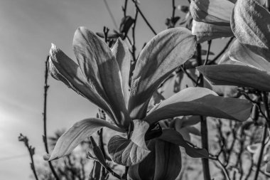 Manolya ağacından bir çiçeğe yaklaş