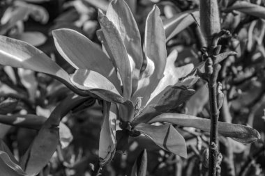 Doğadaki siyah ve beyaz çiçeğe yakın.