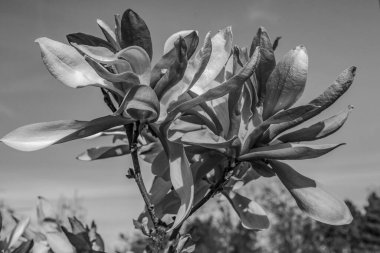 Güzel beyaz bir manolya ağacının yakın çekimi.