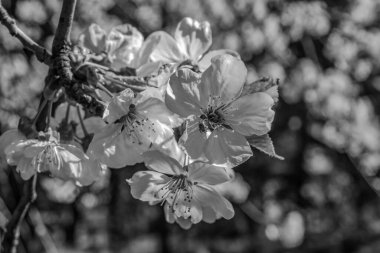 Güzel botanik fotoğrafı, doğal duvar kağıdı.