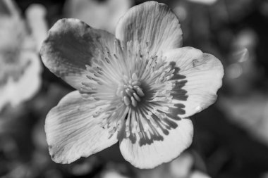 Bahçedeki beyaz çiçek