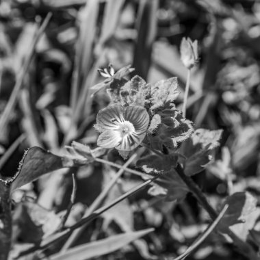 Bahçedeki siyah beyaz çiçek