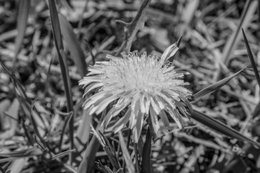 Bahçedeki güzel çiçek