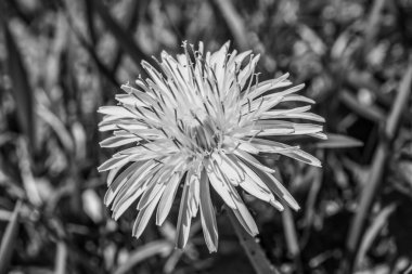 Beyaz çiçek - siyah arkaplanda yakın plan