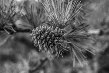 siyah ve beyaz kozalak konisi