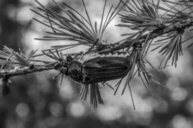 siyah beyaz bir örümcek resmi