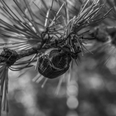 İğneler ve koniler ile bir ağaç dalının siyah beyaz fotoğrafı