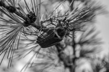 Ormandaki bir ağacın siyah beyaz fotoğrafı.