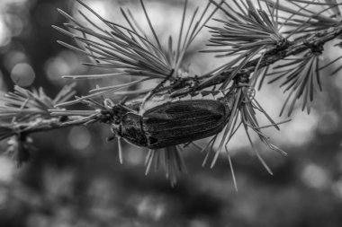 Siyah beyaz bir böceğin gri tonlu görüntüsü.
