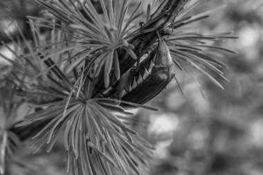 Kozalaklı ve iğneli çam ağacı