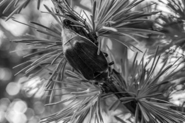 Ormandaki bir ağacın siyah beyaz fotoğrafı.