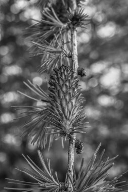 Ağaçta çam kozalağı