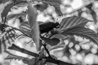 Güzel botanik fotoğrafı, doğal duvar kağıdı.