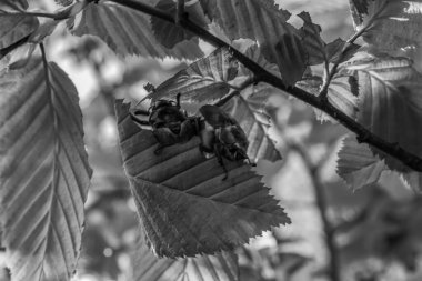 bir ağacın siyah beyaz fotoğrafı