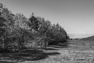 Ahşap bir çitin siyah beyaz görüntüsü