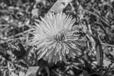 Bahçedeki beyaz çiçek