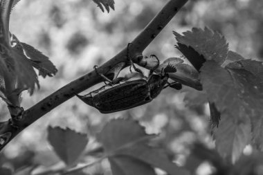 Böcek bahçedeki bir ağaca oturur.