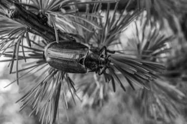 Ormandaki bir çam dalında çam dalı. Çam ormanında çam kozalağı. Yakın çekim. siyah ve beyaz.