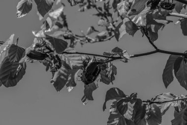 Ormandaki ağaç dallarının yakın görüntüsü