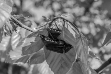 Yakın plan. Parktaki bahçedeki genç bir bitkinin siyah beyaz fotoğrafı.