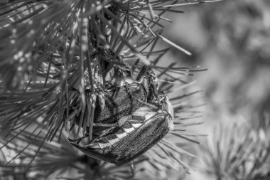 Çam kozalaklı Noel ağacı süslemesi