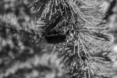 Çam ağacı dalında çam kozalağı