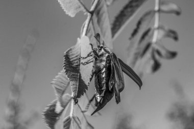 bir ağaçtaki siyah beyaz kelebek