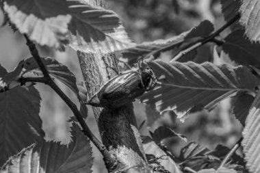 Güzel botanik fotoğrafı, doğal duvar kağıdı.