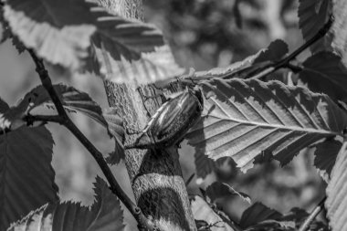 Güzel botanik fotoğrafı, doğal duvar kağıdı.