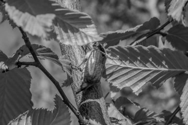 Ormanda siyah ve beyaz yapraklar