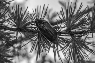 Ormandaki çam dalı. siyah ve beyaz