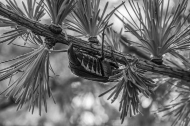 Beyaz arkaplanı olan güzel bir çam ağacının yakın plan fotoğrafı.