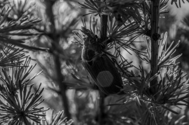 Ormandaki örümceğin siyah beyaz fotoğrafı.