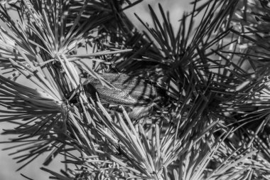 Çam iğneleri ve kozalaktaki bir dala kozalak.